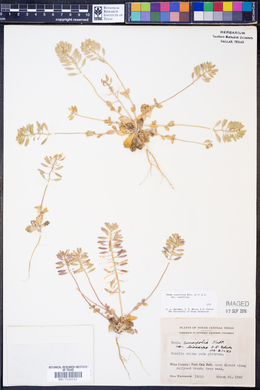Draba cuneifolia var. cuneifolia image