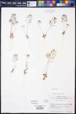 Draba cuneifolia var. cuneifolia image