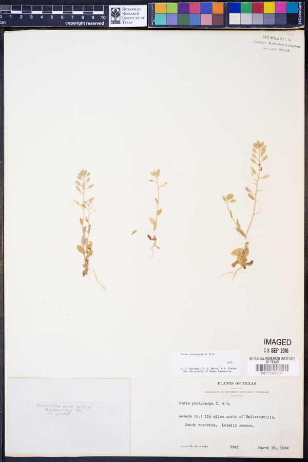 Draba platycarpa image