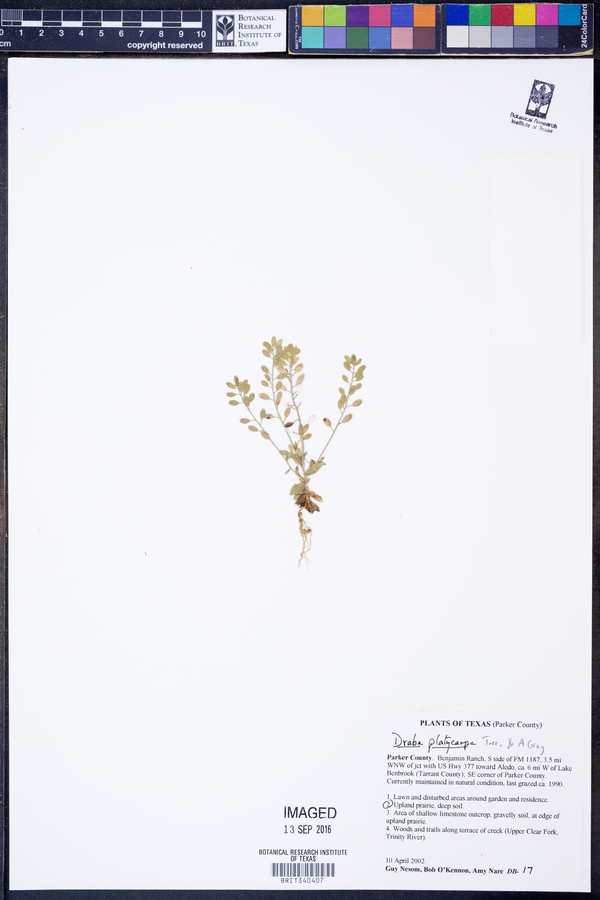 Draba platycarpa image