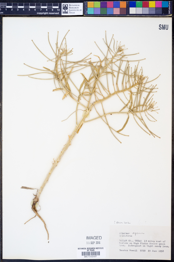 Erysimum asperum image