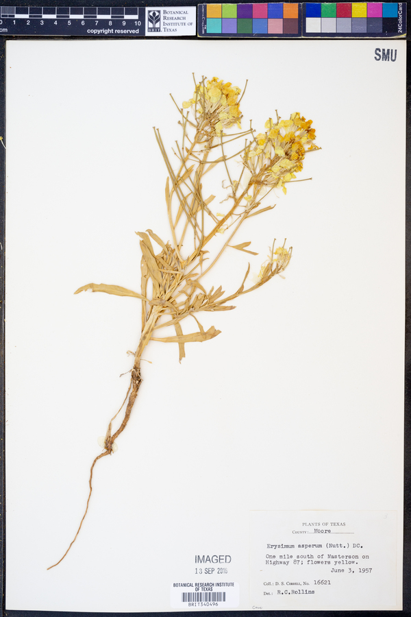 Erysimum asperum image
