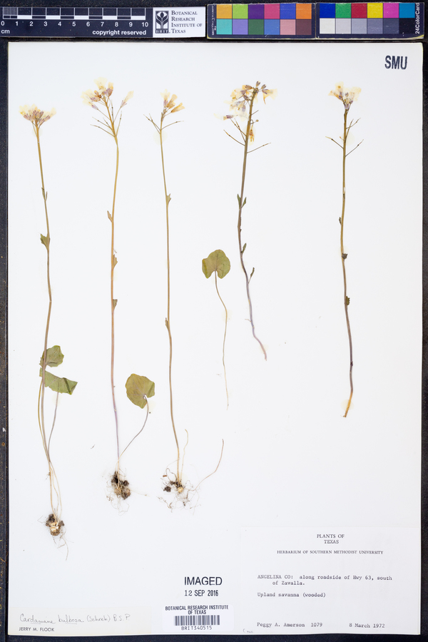 Cardamine bulbosa image
