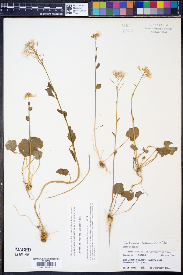 Cardamine bulbosa image