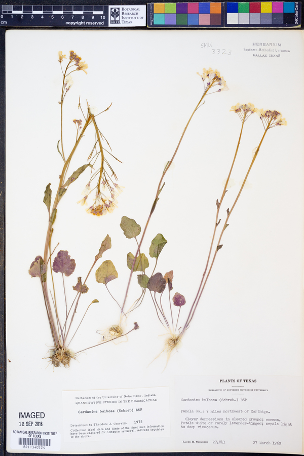 Cardamine bulbosa image