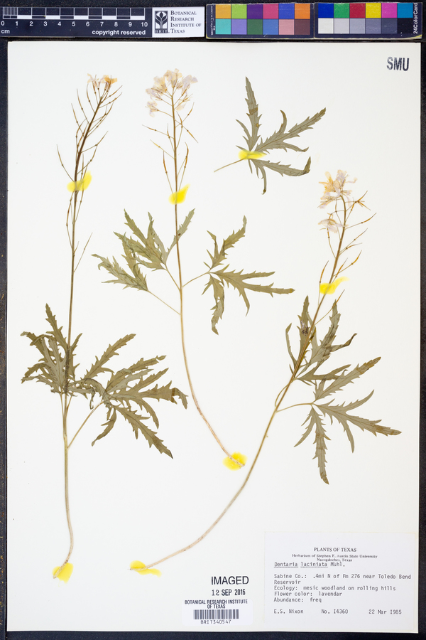 Cardamine concatenata image