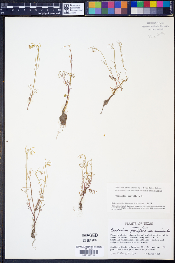 Cardamine parviflora image