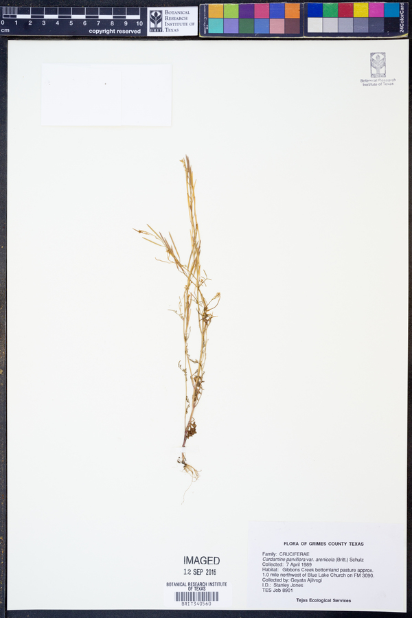 Cardamine parviflora var. arenicola image