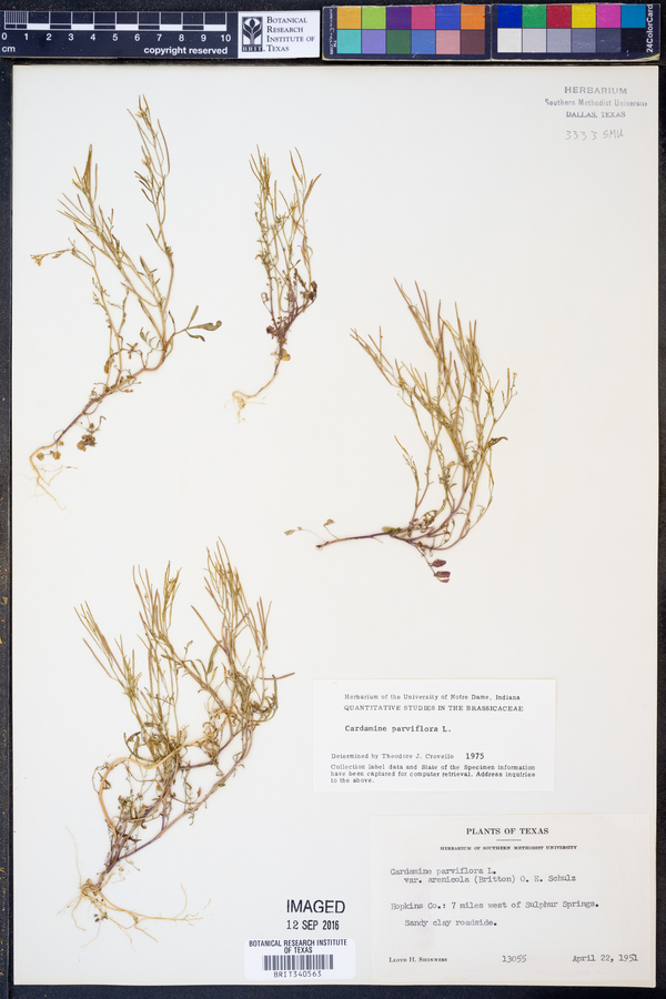 Cardamine parviflora image