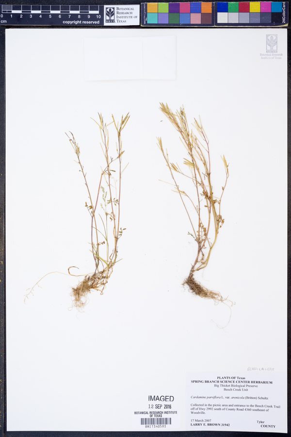 Cardamine parviflora var. arenicola image