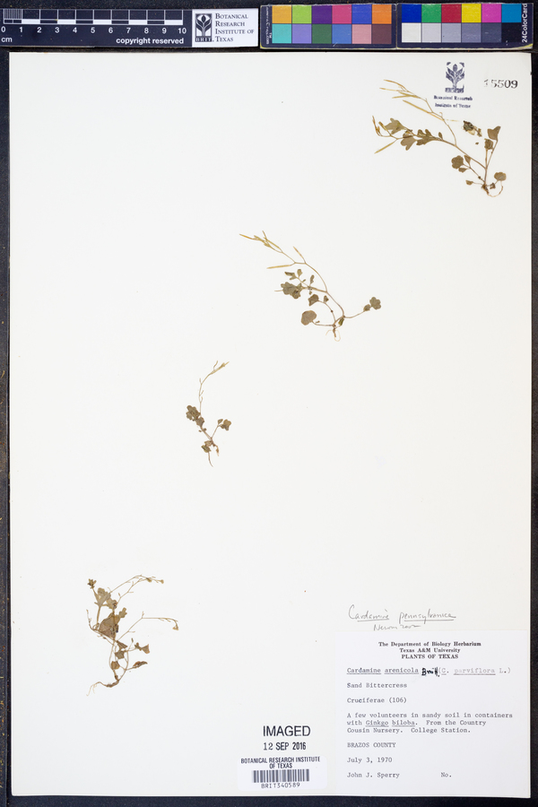 Cardamine pensylvanica image
