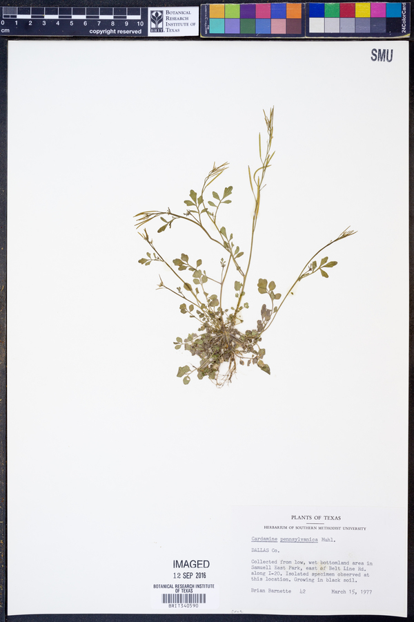 Cardamine pensylvanica image