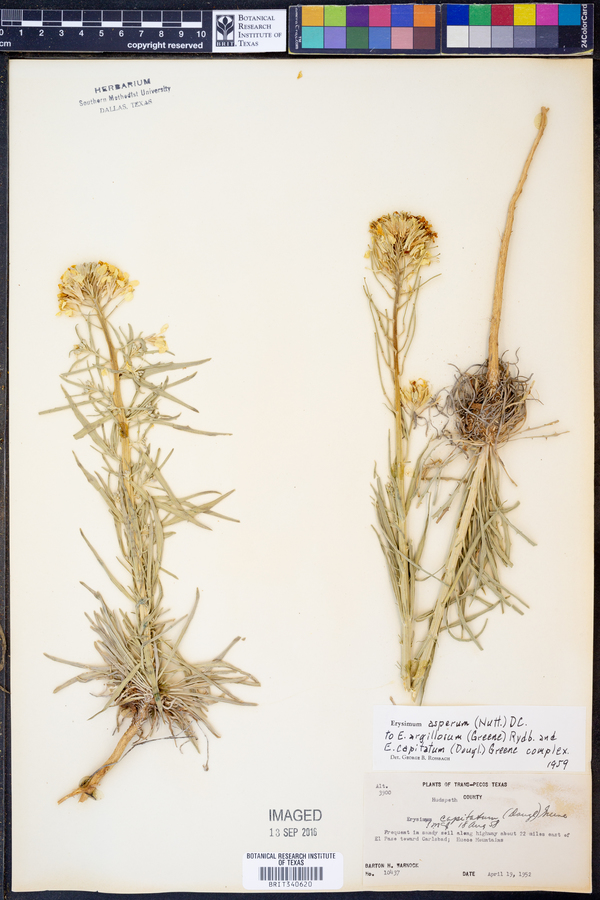 Erysimum asperum image