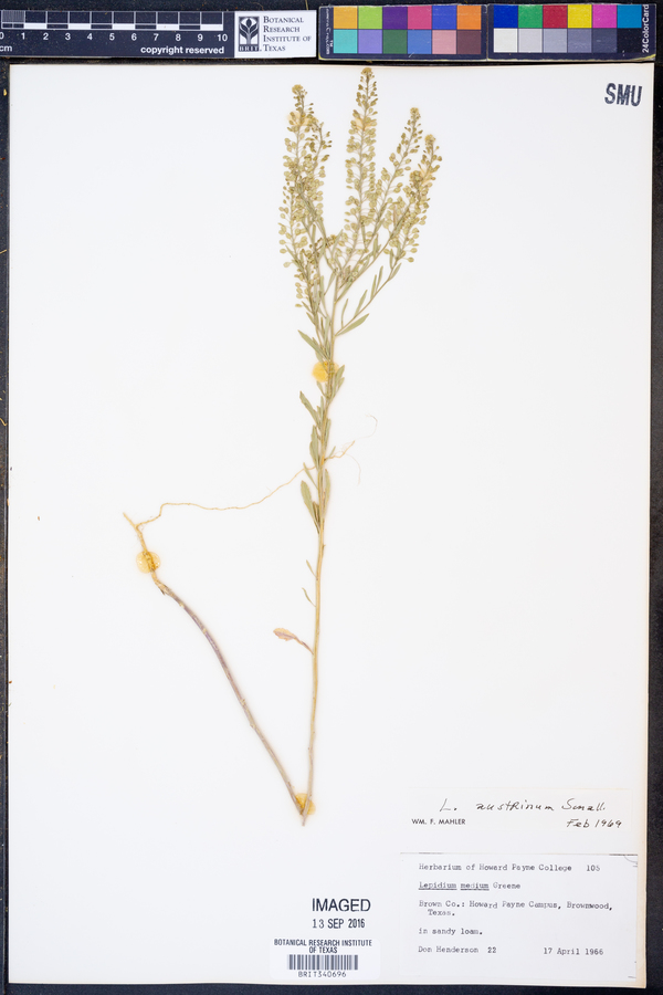 Lepidium austrinum image