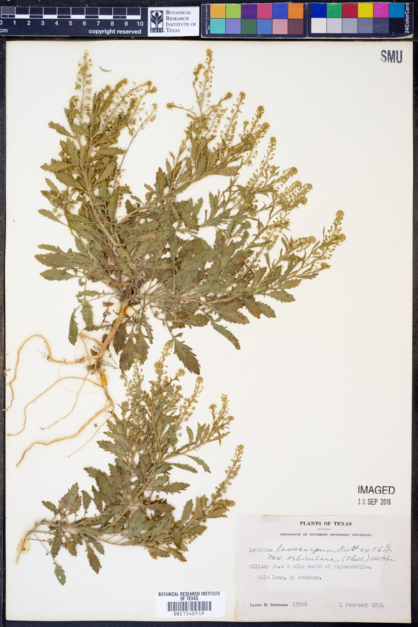 Lepidium austrinum image