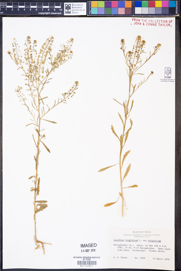 Lepidium virginicum var. virginicum image