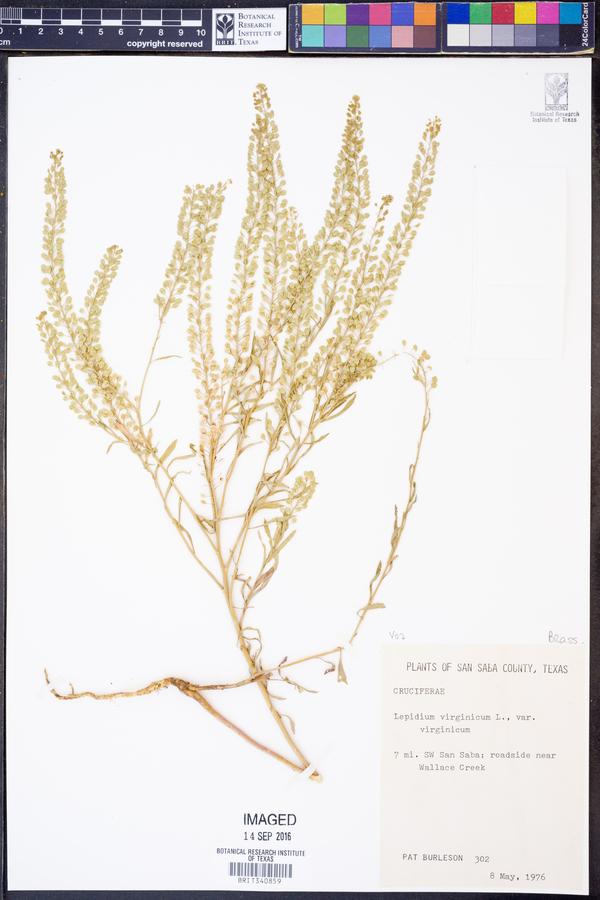 Lepidium virginicum var. virginicum image