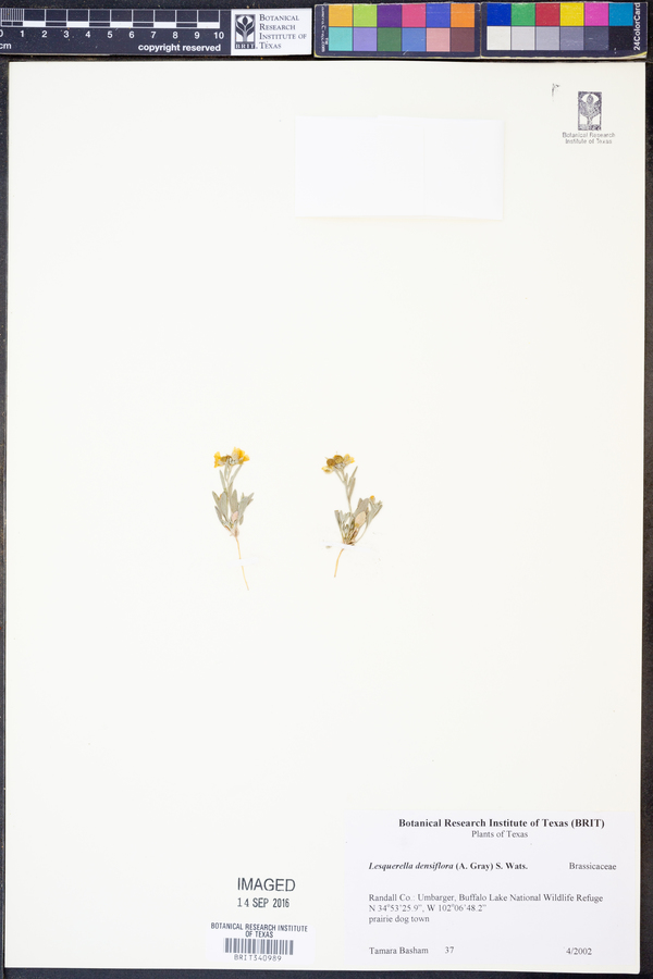 Lesquerella densiflora image