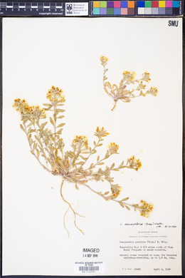 Lesquerella densiflora image