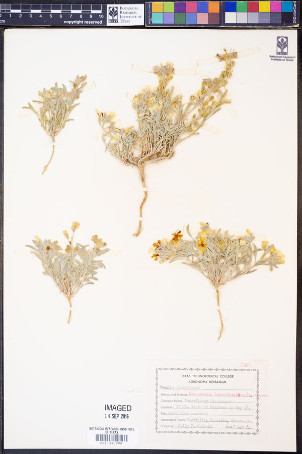 Lesquerella densiflora image