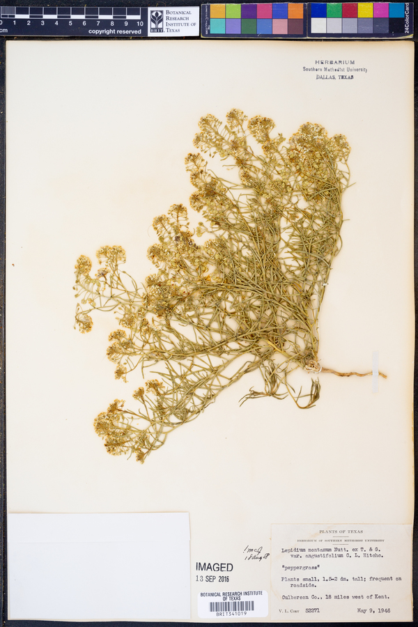 Lepidium alyssoides var. angustifolium image