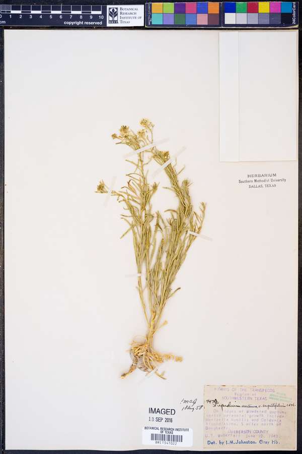 Lepidium alyssoides var. angustifolium image