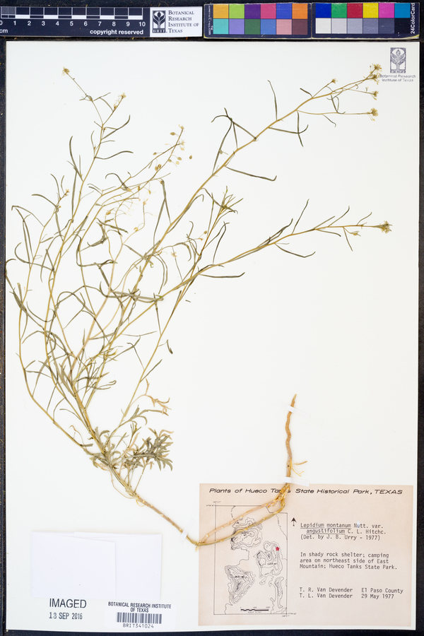 Lepidium alyssoides var. angustifolium image