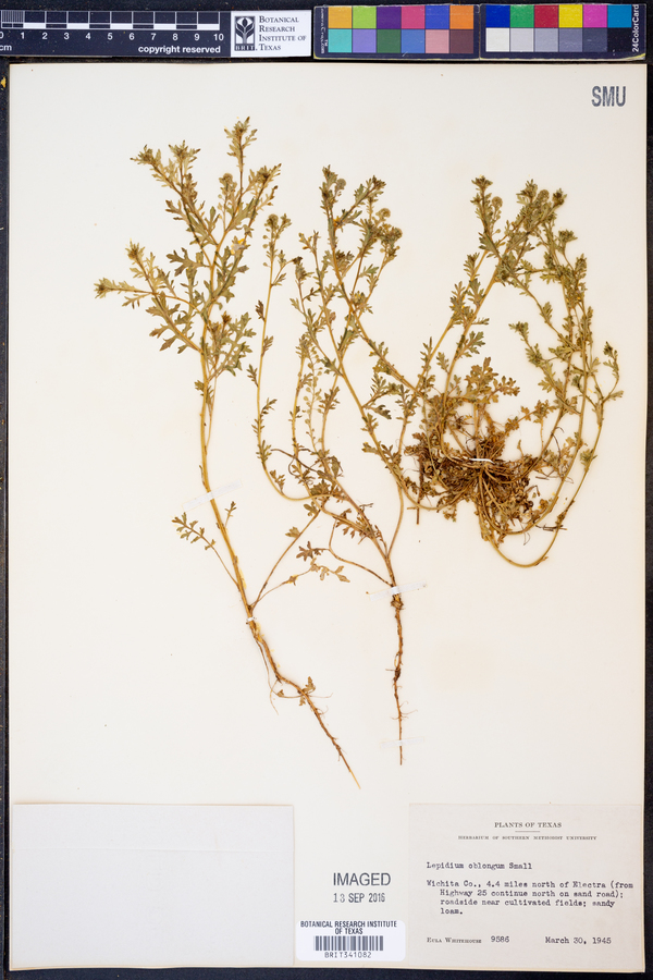 Lepidium oblongum image