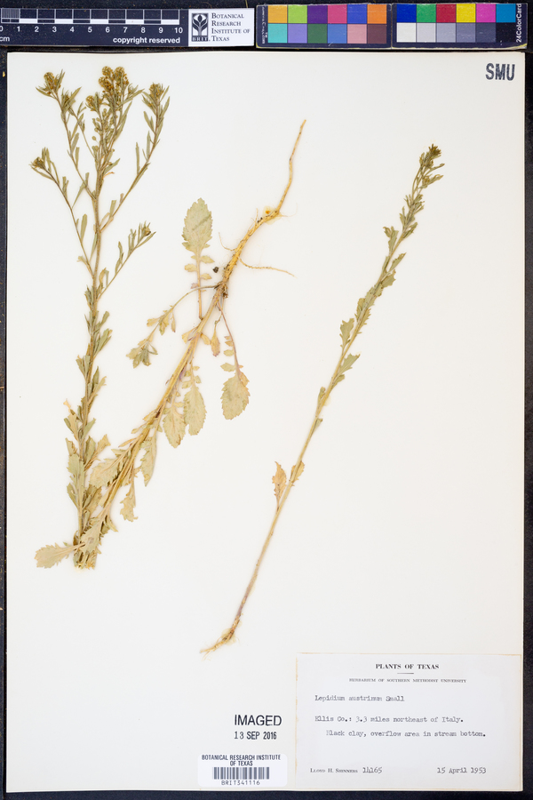 Lepidium austrinum image