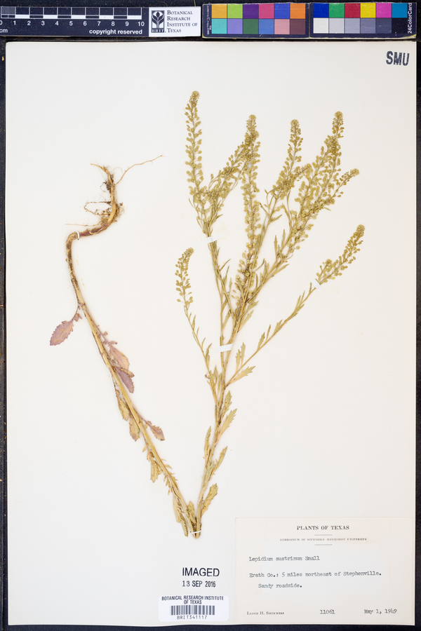 Lepidium austrinum image