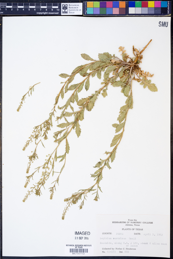 Lepidium austrinum image