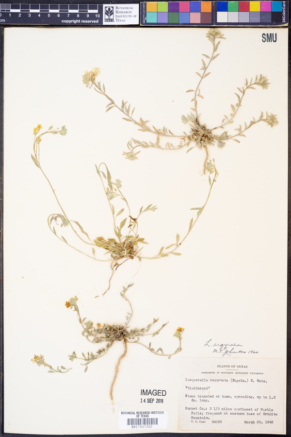 Lesquerella argyraea image
