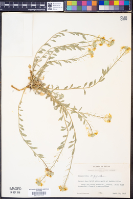 Physaria argyraea image
