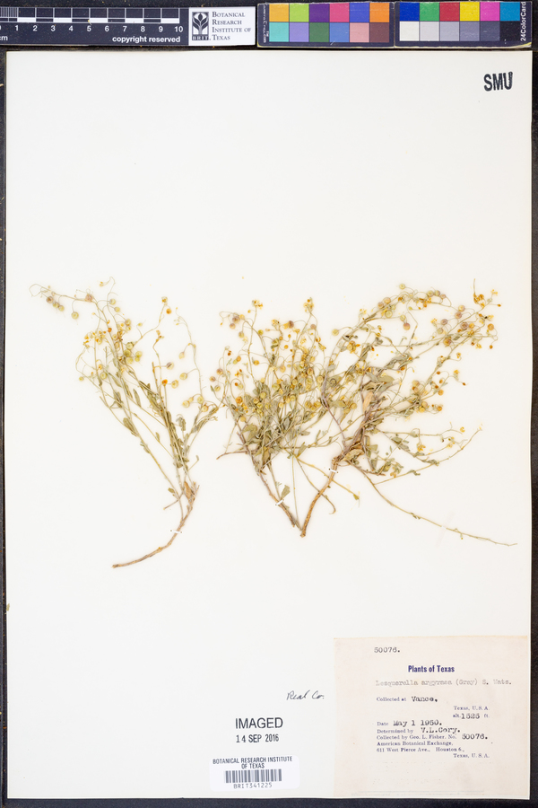 Lesquerella argyraea image