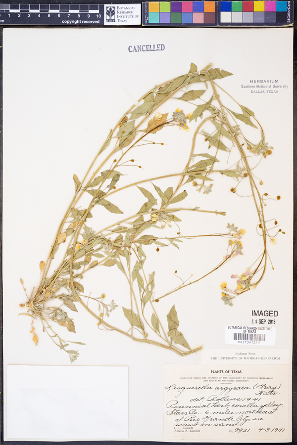 Physaria argyraea subsp. argyraea image