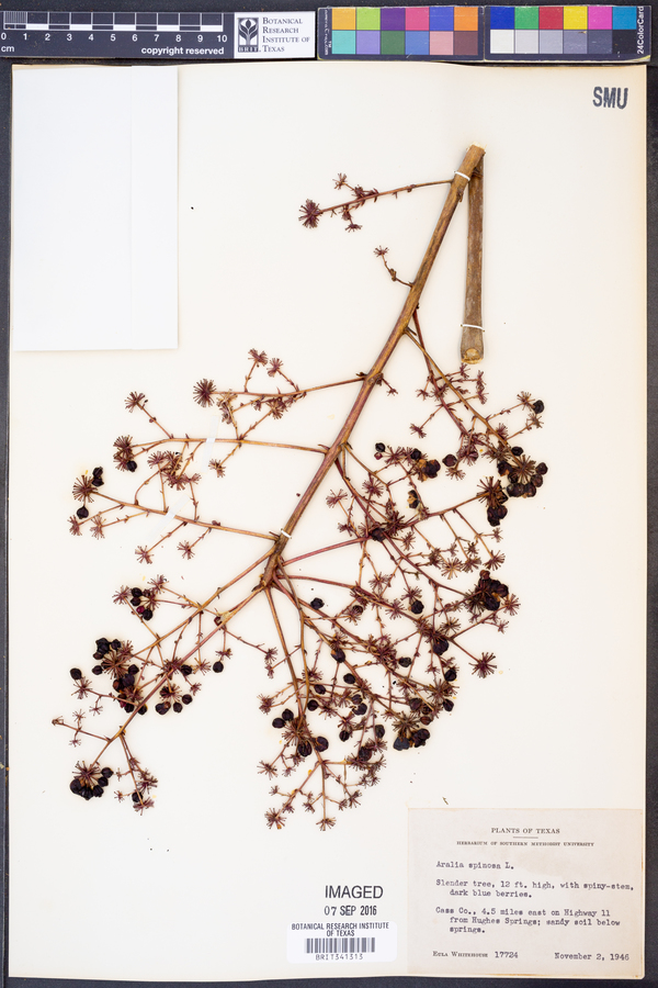 Aralia spinosa image