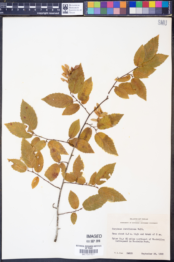 Carpinus image