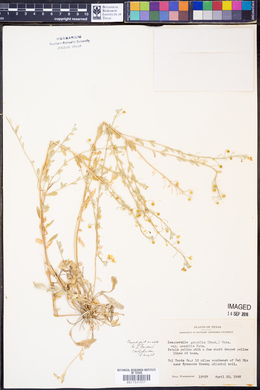 Lesquerella gracilis image