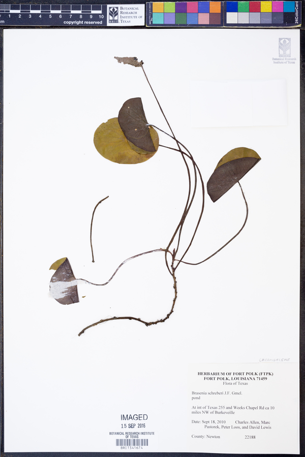 Brasenia image