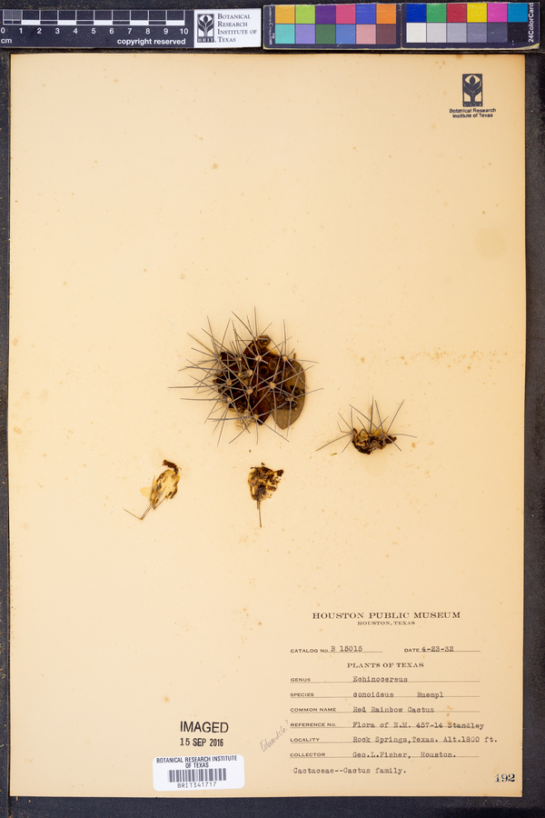Echinocereus conoideus image