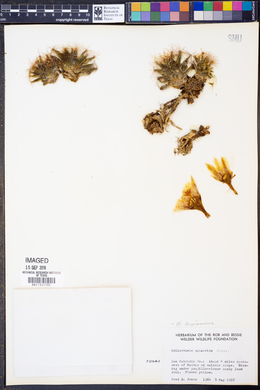 Image of Mammillaria longimamma