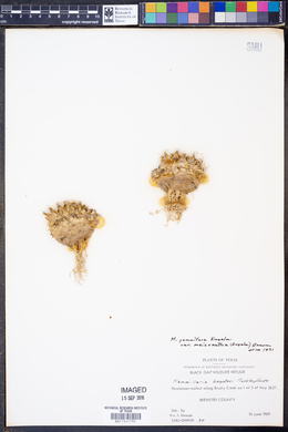Mammillaria heyderi var. meiacantha image