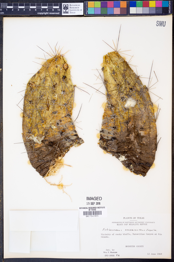 Echinocereus enneacanthus image