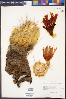 Echinocereus enneacanthus image