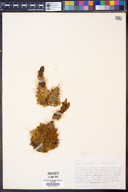 Echinocereus papillosus image