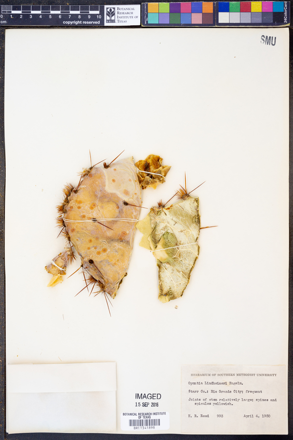 Opuntia engelmannii var. lindheimeri image