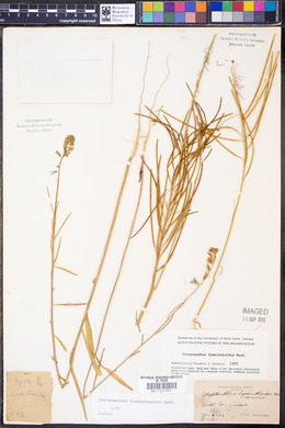 Streptanthus hyacinthoides image