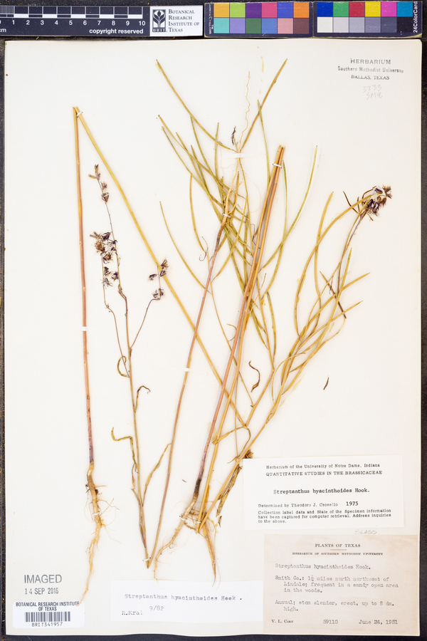 Streptanthus hyacinthoides image