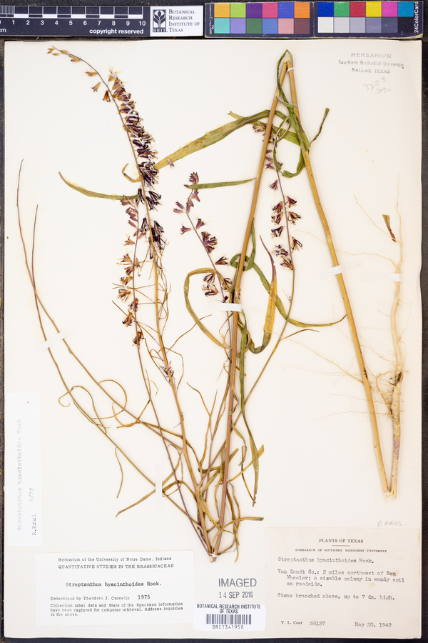 Streptanthus hyacinthoides image