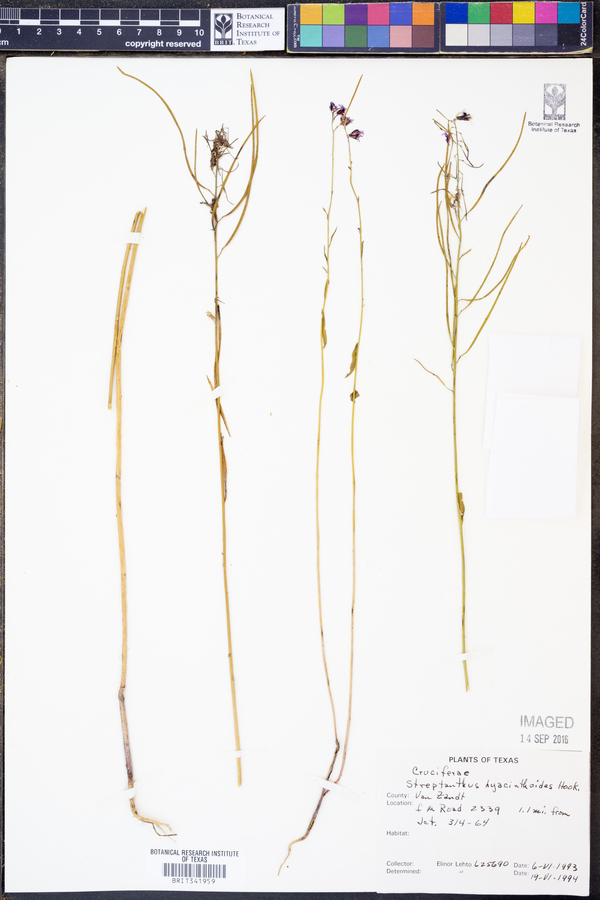Streptanthus hyacinthoides image